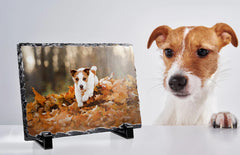 Jack Russell Terrier observing its own photo on display