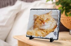Ginger cat sleeping in torn photo frame